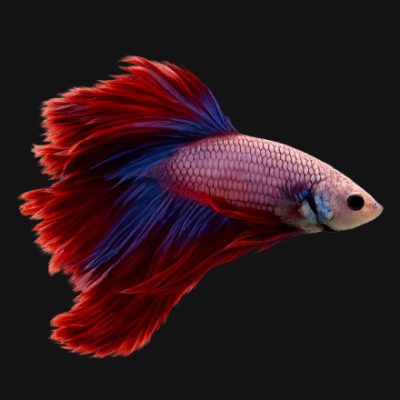 Fish_440x447